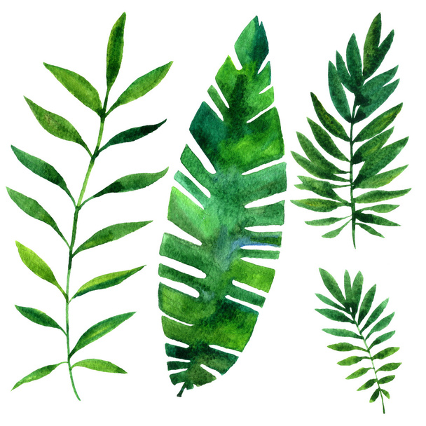 vector watercolor green leaves - Photo, Image