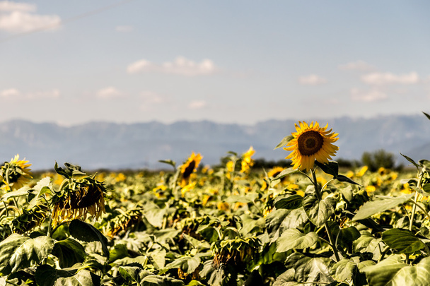 sunflowers field in the italian countryside - Photo, Image