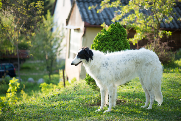 Russian Wolfhound dog posing outdoors - Photo, Image