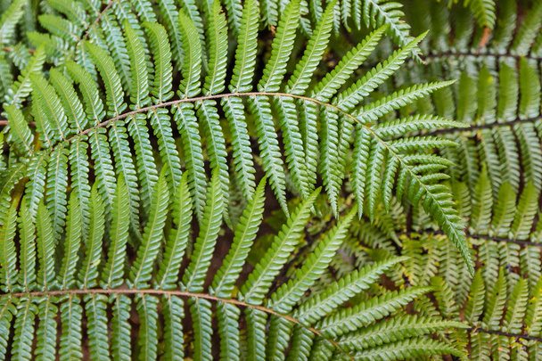 silver fern leaves - Photo, Image