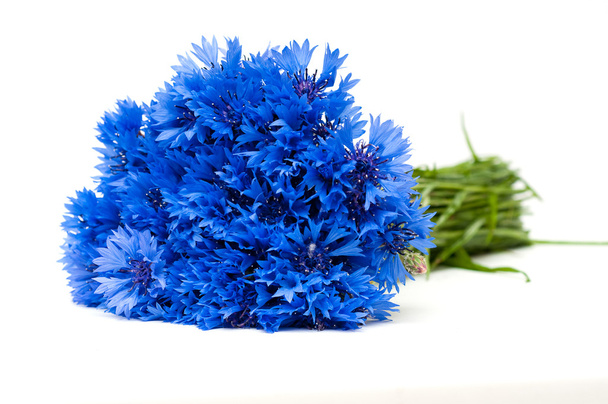 prachtige blauwe Korenbloem - Foto, afbeelding