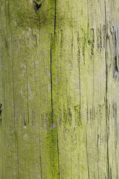 Yeşil ağaç - Fotoğraf, Görsel