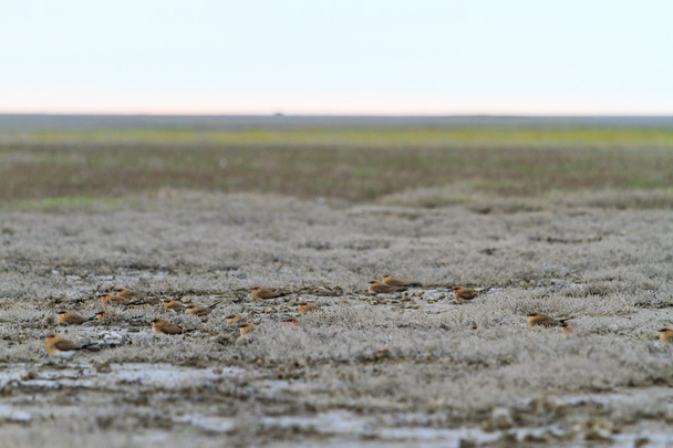 Raras bandadas de aves sentadas en el campo
 - Foto, imagen
