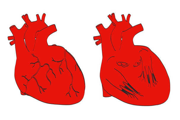 2D мультяшна ілюстрація людського серця
 - Фото, зображення