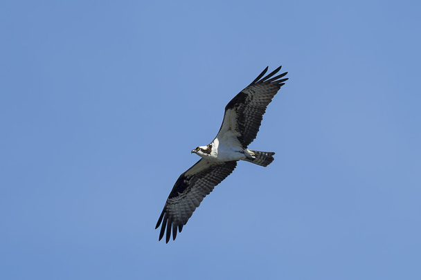 Osprey soaring high in blue sky. - Photo, Image