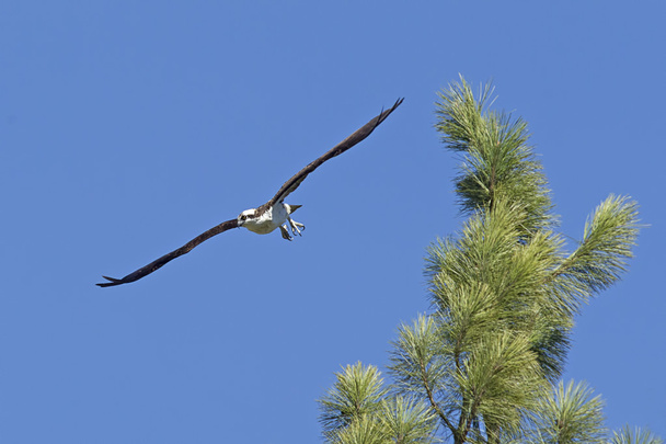 Osprey парит с вершины дерева
. - Фото, изображение