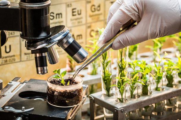 Chemical laboratory exploring new methods of plant breeding - Foto, Imagem