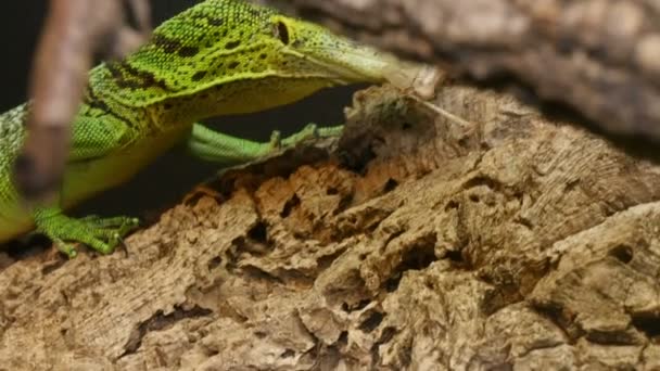 Varanus Prasinus Reptile lov - Záběry, video
