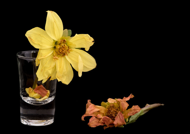 Żółte kwiaty dalii Uwiąd - Zdjęcie, obraz