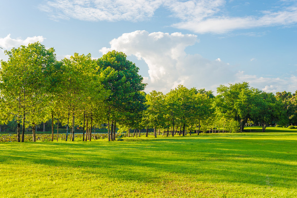 太陽の光の下で都市公園内の緑の芝生木と光 - 写真・画像
