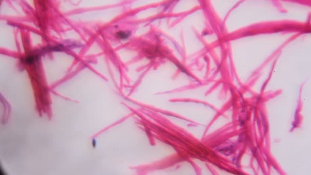 Λείο μυ ξεχωριστά κάτω από το μικροσκόπιο - αφηρημένη ροζ γραμμές σε άσπρο φόντο - Πλάνα, βίντεο