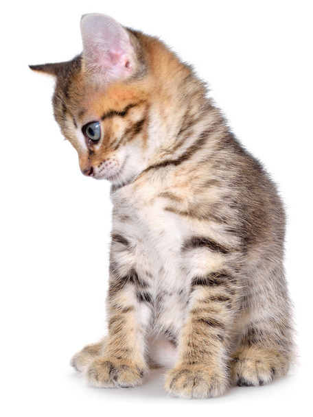 Kurzhaar gestromt Kätzchen sitzend - Foto, Bild