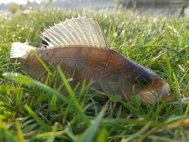 Balık levrek çimenlerin üzerinde yakaladı - Fotoğraf, Görsel
