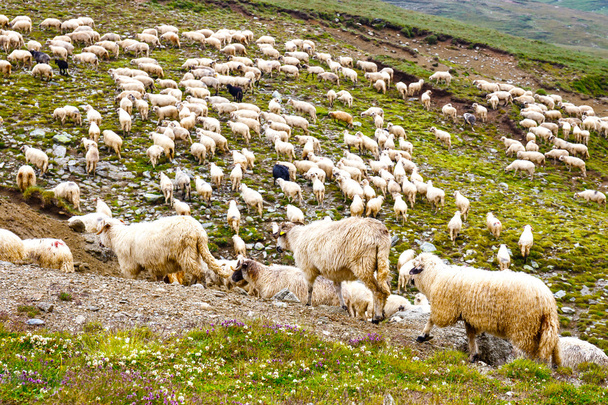 Koyun sürüleri, alpine mera Bucegi Dağları, Romanya - Fotoğraf, Görsel