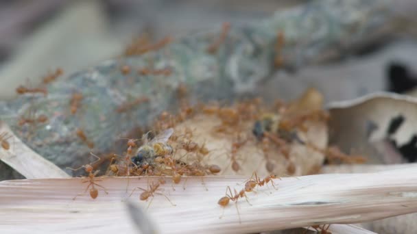 Arı ceset taşıyan weaver karıncalar - Video, Çekim