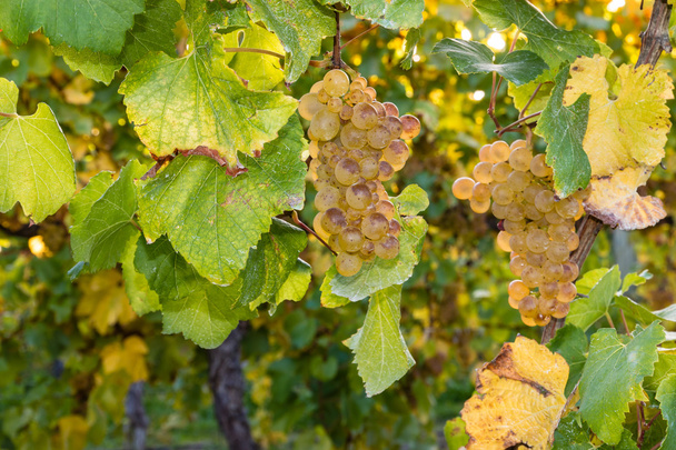 стиглі Совіньон Блан винограду на лозі - Фото, зображення