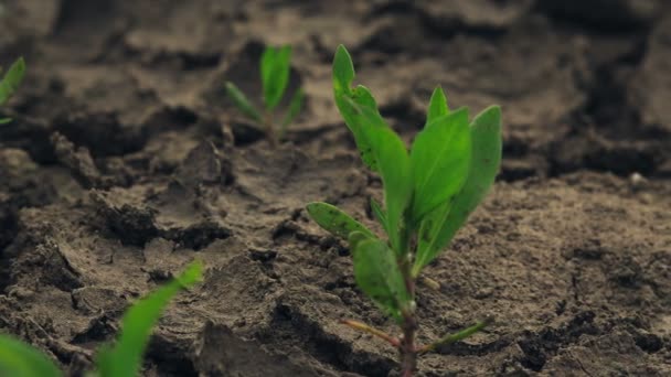 Plant spruiten groeien op droge grond, dolly schuifregelaar - Video
