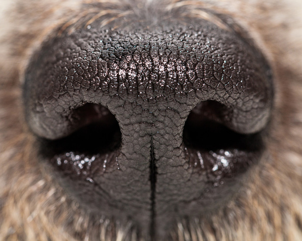 hond neus textuur  - Foto, afbeelding