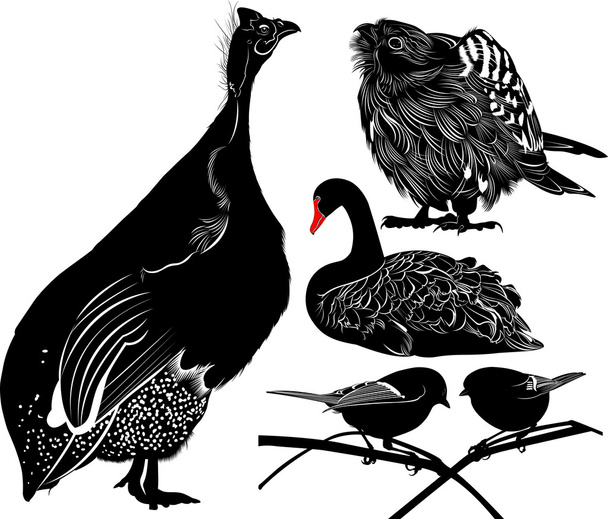 Perlhuhnvögel numiba. Die Abbildung zeigt einen Vogelschwan. Falkensilhouetten auf weißem Hintergrund. eine Meise isoliert auf weißem Hintergrund. - Vektor, Bild