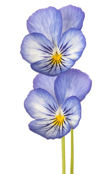 flower isolated on white - Фото, изображение