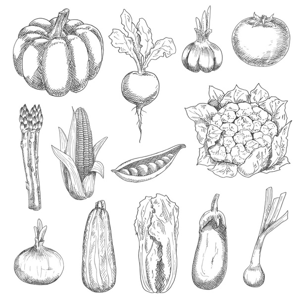 Healthful fresh vegetables engraving sketches - Вектор, зображення