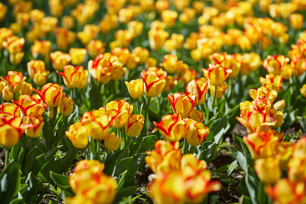 Field of colorful tulips - Фото, изображение