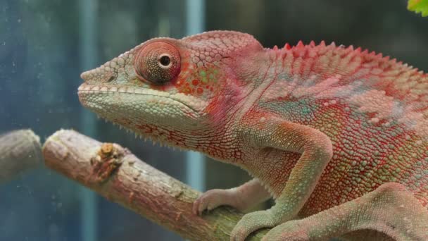 Chameleon Camouflage Reptile - Footage, Video
