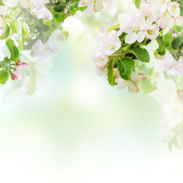 Fundo floral da Apple
 - Foto, Imagem
