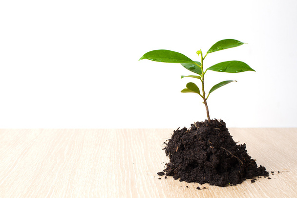 Small plant and soil on wooden background - Photo, Image