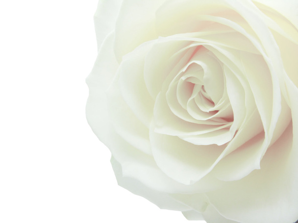 Rosa bianca cuore primo piano
 - Foto, immagini