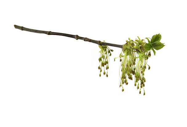 Flowering maple branch, blossoming branch of catkins willows clo - Fotoğraf, Görsel