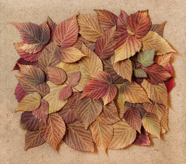 hojas secas de otoño de plantas, elementos hojas de frambuesa dispuestas
  - Foto, Imagen