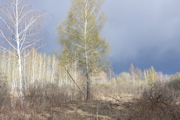 Floresta de bétula primavera
 - Foto, Imagem