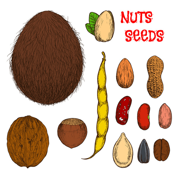 Healthy nutritious nuts, beans and seeds sketches - Vector, Image