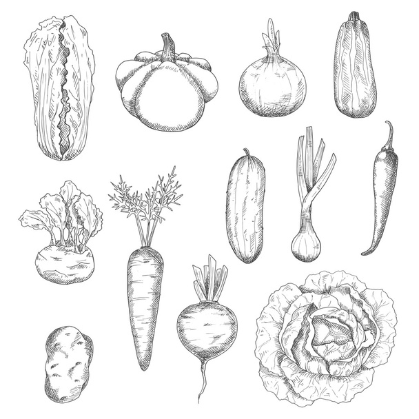 Φρεσκοβγαλμένα υγιεινά σχέδια λαχανικών - Διάνυσμα, εικόνα