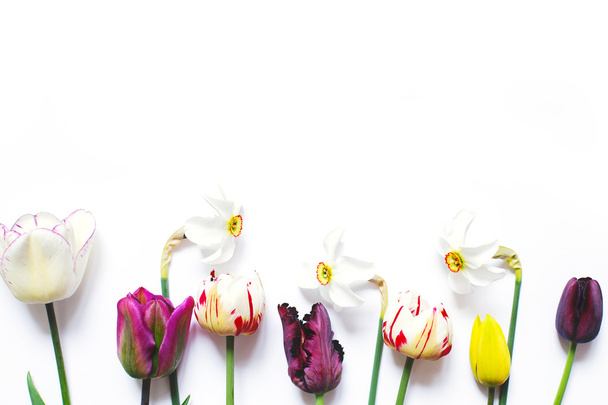 Tulips and daffodils on white background - Photo, Image