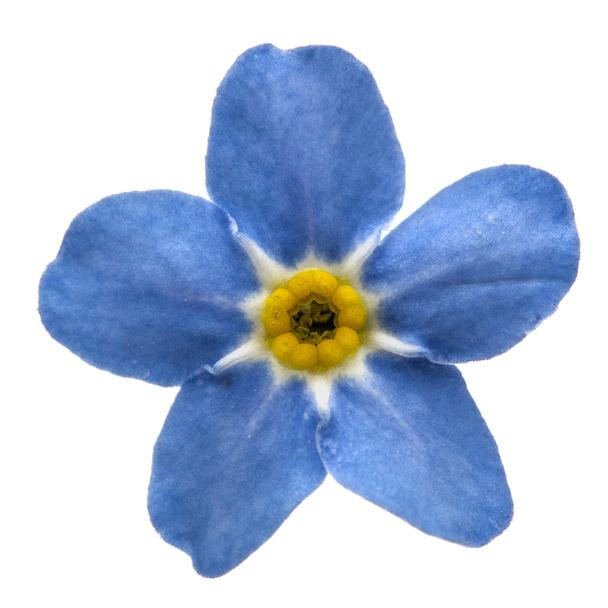 Light blue flower of Myosotis arvensis, isolated on white backgr - Photo, Image