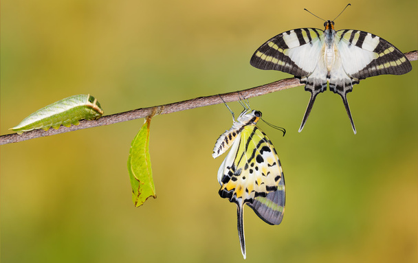 Ciclo de vida de mariposa de cola de espada de cinco barras
 - Foto, imagen
