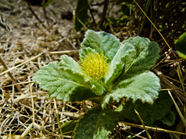 gynura aurantiaca cv, Asteraceae - Foto, Bild