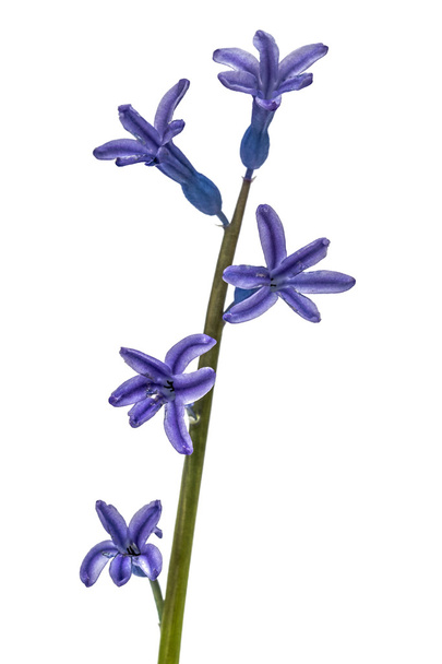 Flor de jacinto, aislada sobre fondo blanco
 - Foto, Imagen