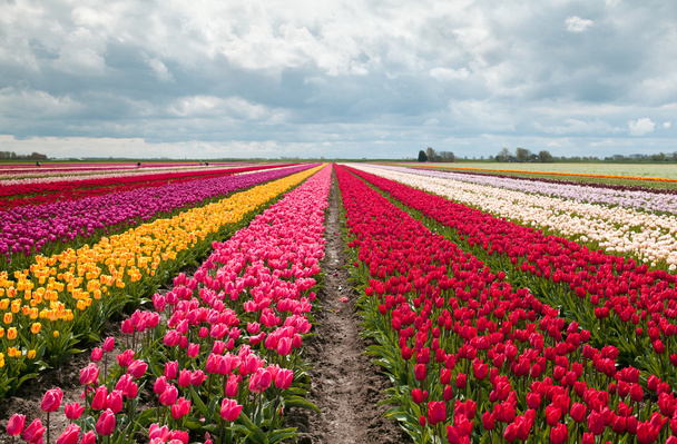 Champ de tulipes rose, rouge et orange
 - Photo, image