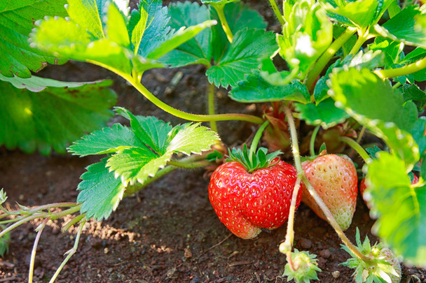        Nahaufnahme von frischen Bio-Erdbeeren, die an der Rebe wachsen - Foto, Bild