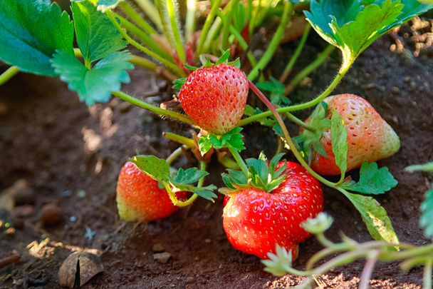     Closeup of fresh organic strawberries growing on the vine - Photo, Image