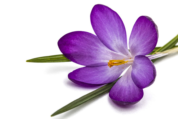 Violetti kukat krookuksen, eristetty valkoisella pohjalla
 - Valokuva, kuva