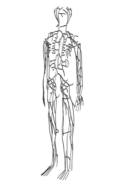 lenfatik sistem 2D karikatür çizimi - Fotoğraf, Görsel