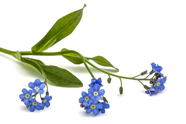 Light blue flowers of Forget-me-not (Myosotis arvensis), isolate - Photo, Image