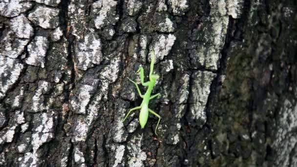 Grasshopper on tree. - Footage, Video