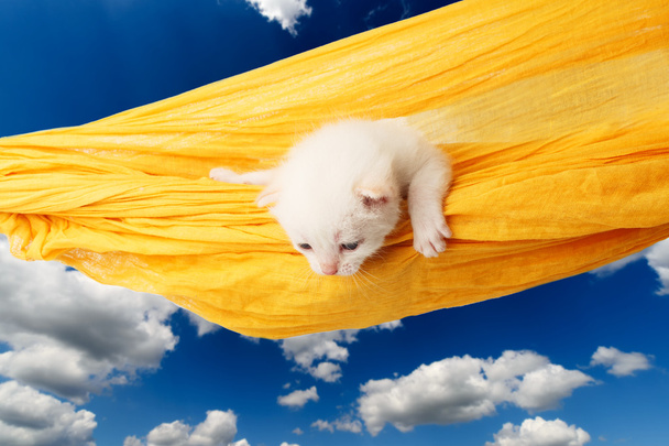 Cute white kitten in hammock at blue sky - Foto, afbeelding