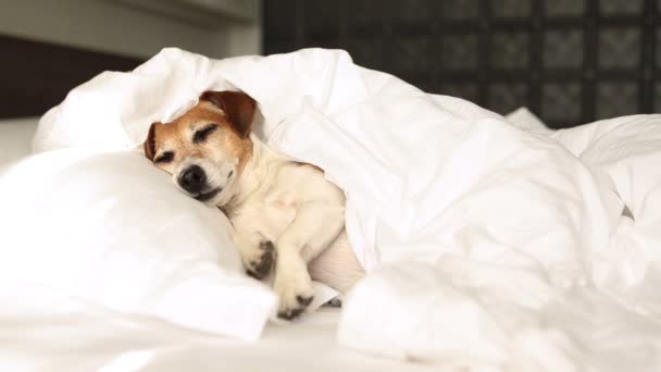 Pequeño perro Jack Russell terrier perro se despierta
 - Metraje, vídeo