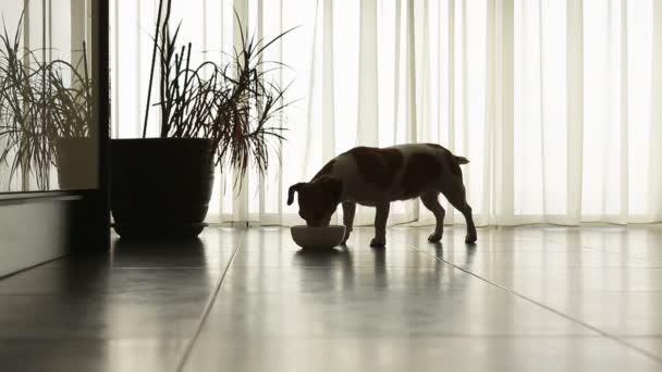 Small dog comes to the bowl with food.  - Filmagem, Vídeo
